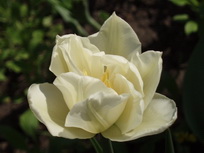 тюльпан Мондиал