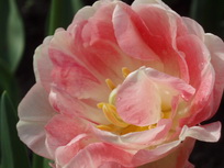 Тюльпан Анжелика