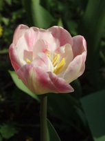 тюльпан Анжелика